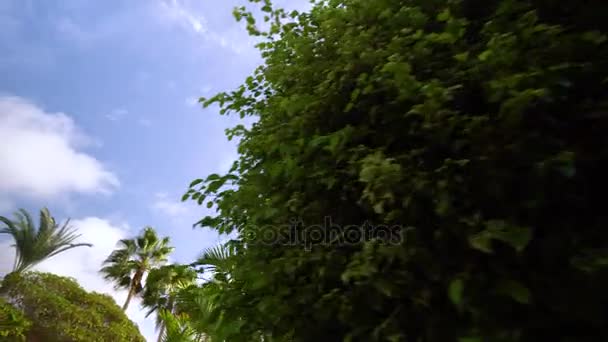 Прогулка под Plam деревьев на Тенерифе — стоковое видео