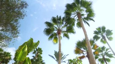 Tenerife Plam ağaçların altında yürüyüş