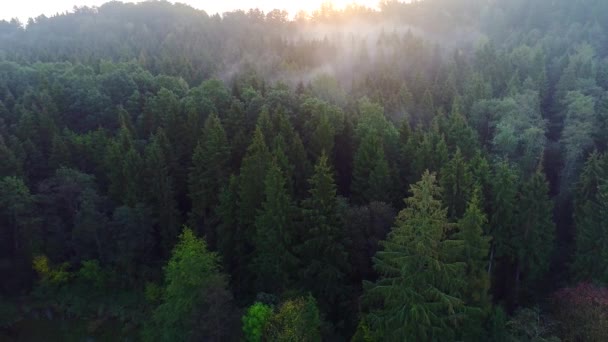 Sobrevolando el bosque verde en verano — Vídeo de stock