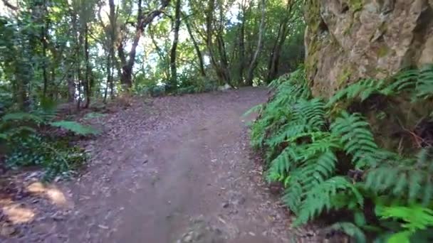 Randonnées dans la forêt — Video