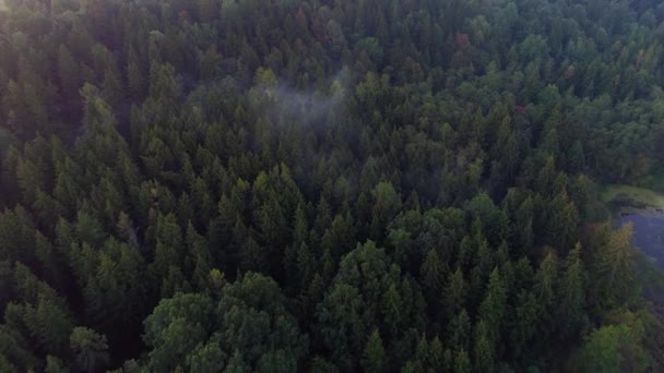 Yaz saati, yeşil orman yukarıda uçan — Stok video