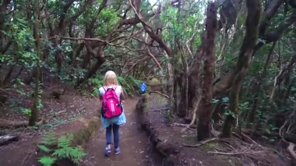 Caminhadas na floresta — Vídeo de Stock