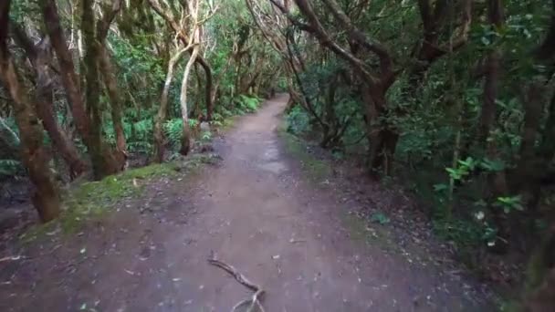 Randonnées dans la forêt — Video