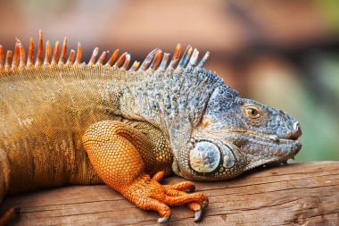 tropikal Park'ta şube yatan kahverengi topraklar Iguana