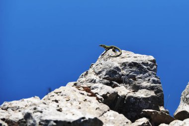 Kertenkele mavi gökyüzü karşı kayalık uçurum üstüne
