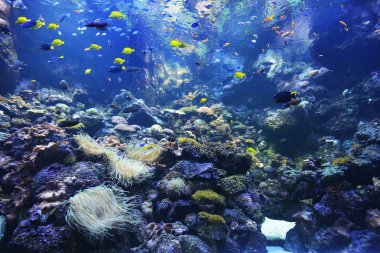 Sualtı tropikal balık Yüzme grup