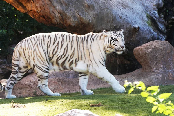 White Big Tiger Walking Tropical Zoo — Stock Photo, Image