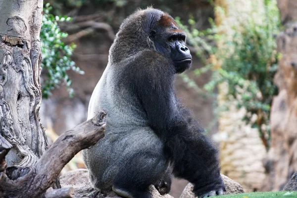 Großer Gorilla Sitzt Tropischen Park — Stockfoto