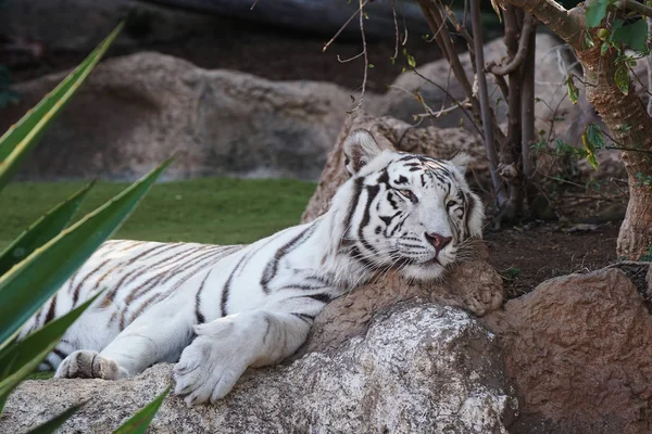 Bílý Velký Tygr Odpočívá Tropické Zoo — Stock fotografie