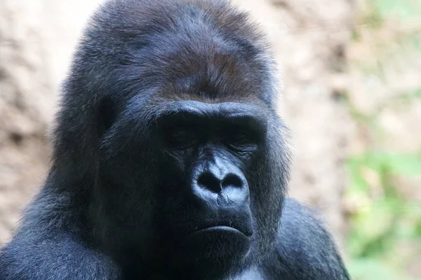 Portrait of big gorilla in tropical park
