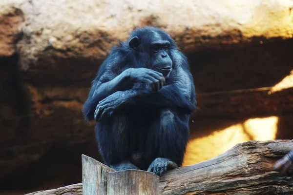 Grote Chimpansee Zit Tak Tropische Park — Stockfoto