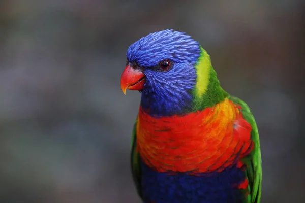 Colorido Loro Con Pecho Naranja Zoológico —  Fotos de Stock