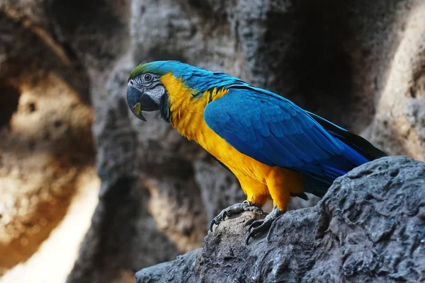 Loro Azul Con Pecho Amarillo Zoológico —  Fotos de Stock