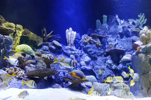 Group Tropical Fish Swimming Underwater — Stock Photo, Image