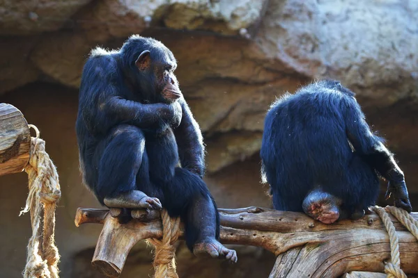 Grandes Chimpancés Sentados Rama Parque Tropical — Foto de Stock