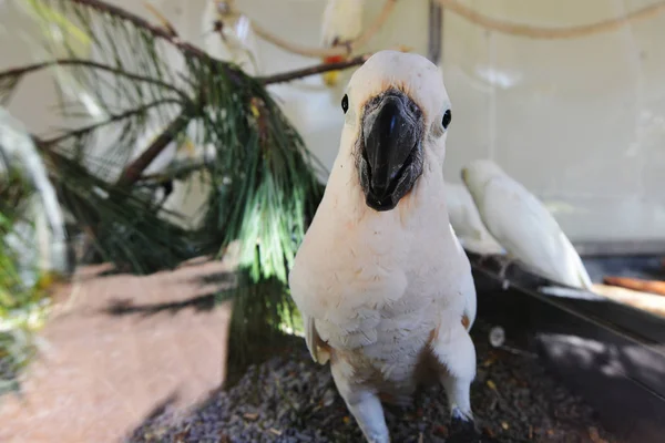 Portrait White Parrot Tropical Park — Stock Photo, Image