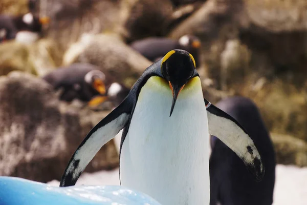 Zavřít Pohled Tučňáků Zoo Stock Fotografie