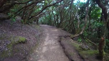 Ormanda yürüyüş.