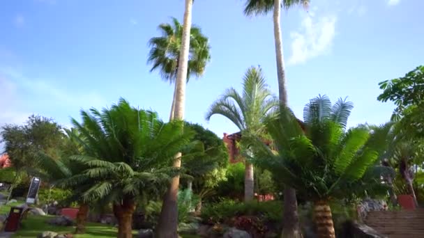 Promenader under Plam träden på Tenerife — Stockvideo