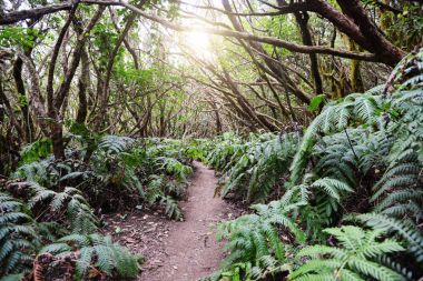 Sihirli orman güneşli gün yolda