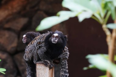 komik maymunlar tropikal Park'ta yaşıyor