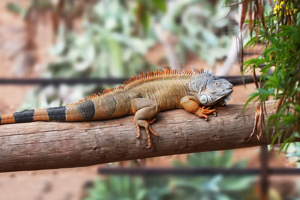 Iguana Terrestre Marrón Parque Tropical —  Fotos de Stock