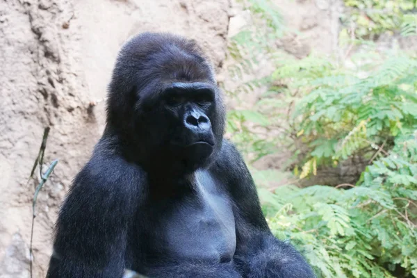 Großer Gorilla Lebt Tropischen Park — Stockfoto