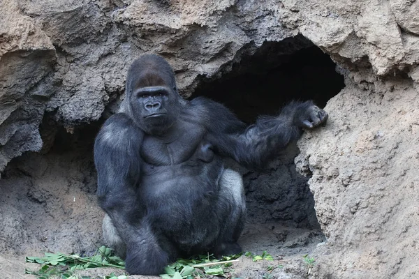 Gran Gorila Sentado Cerca Cueva Parque Tropical — Foto de Stock