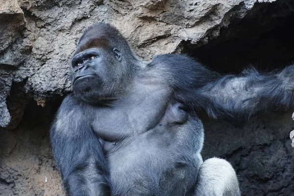 Grande Gorila Olhando Para Fora Caverna Parque Tropical — Fotografia de Stock