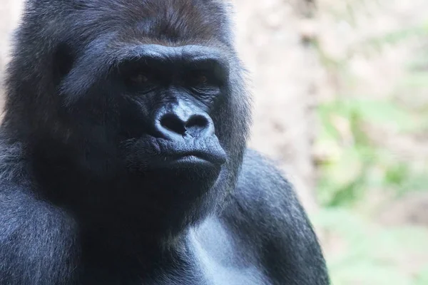 Weergave Van Grote Gorilla Tropische Park Sluit — Stockfoto