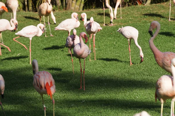 Flamingo Rosa Andando Grama Verde Parque — Fotografia de Stock