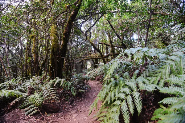 Estrada Através Floresta Mágica Nas Montanhas — Fotografia de Stock