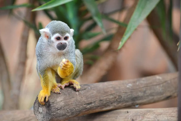 Divertido Mono Vive Parque Tropical — Foto de Stock