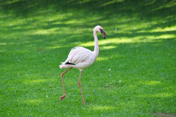 Rosafarbener Flamingo Spaziert Auf Grünem Gras Park — Stockfoto