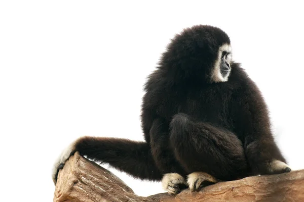 Big Monkey Sitting Branch — Stock Photo, Image