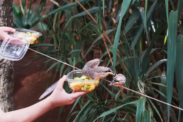 Grå Tropiska Fåglar Äta Mat Från Lådor — Stockfoto
