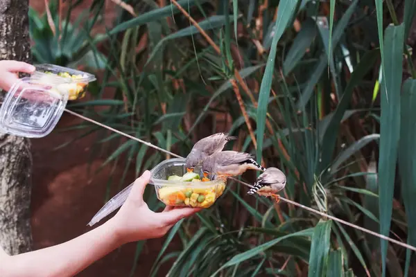 Pássaros Tropicais Cinzentos Comem Comida Caixas — Fotografia de Stock