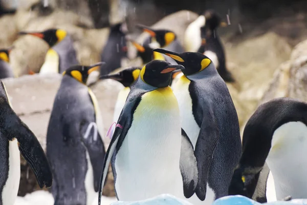 Group Cute Penguins Zoo Royalty Free Stock Photos