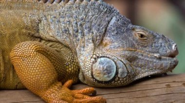 Hayvanat bahçesinde Tenerife büyük Iguana