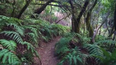 Ormanda yürüyüş.