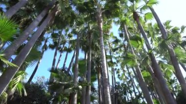 Orman Park ağaçların altında göster