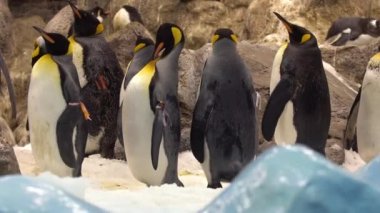 Hayvanat bahçesinde pinguenler
