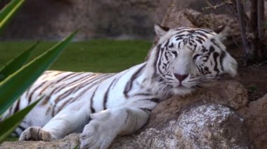 Beyaz Kaplan Ulusal Park'ta dinlenme