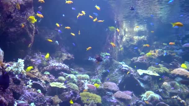 Mundo submarino - mar, océano, peces, coral — Vídeos de Stock