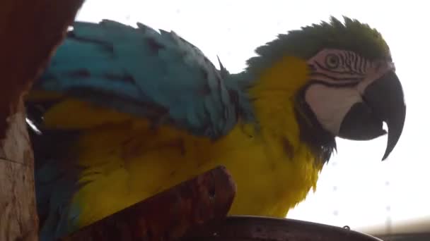 Ara parrotclose upp — Stockvideo