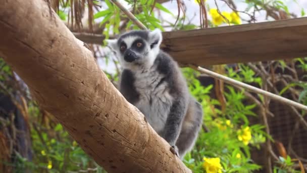 Mono lindo Lemur en el zoológico — Vídeo de stock