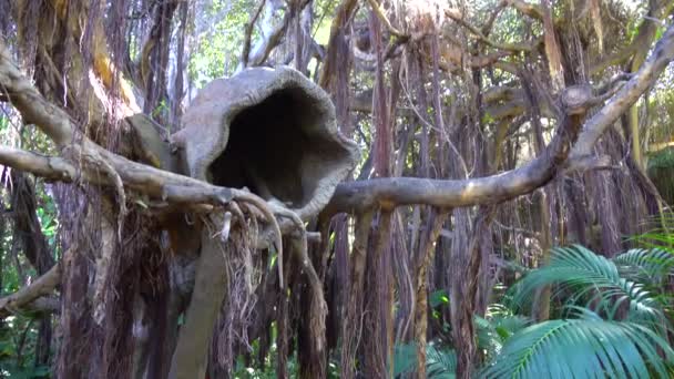 Udsigt under træerne ved Jungle park – Stock-video
