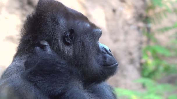 Big male of silverback Gorilla — Stock Video