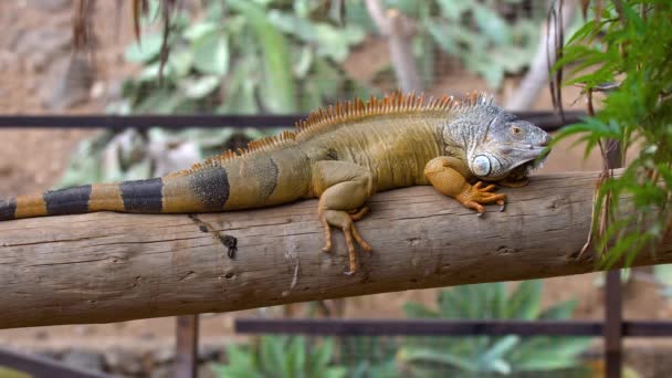 Grande iguana no zoológico de Tenerife — Vídeo de Stock