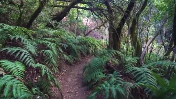 Caminhadas na floresta — Vídeo de Stock